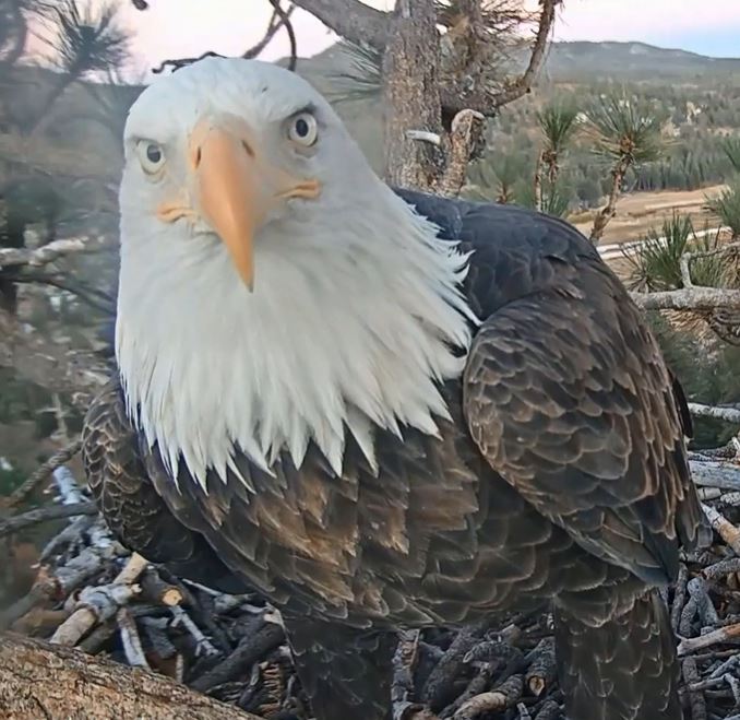 Jackie staring at the camera