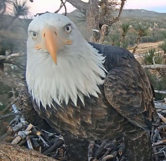 Jackie staring at the camera