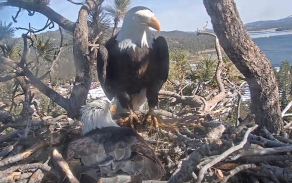 Shadow and Jackie 2020 just after eggs laid 1
